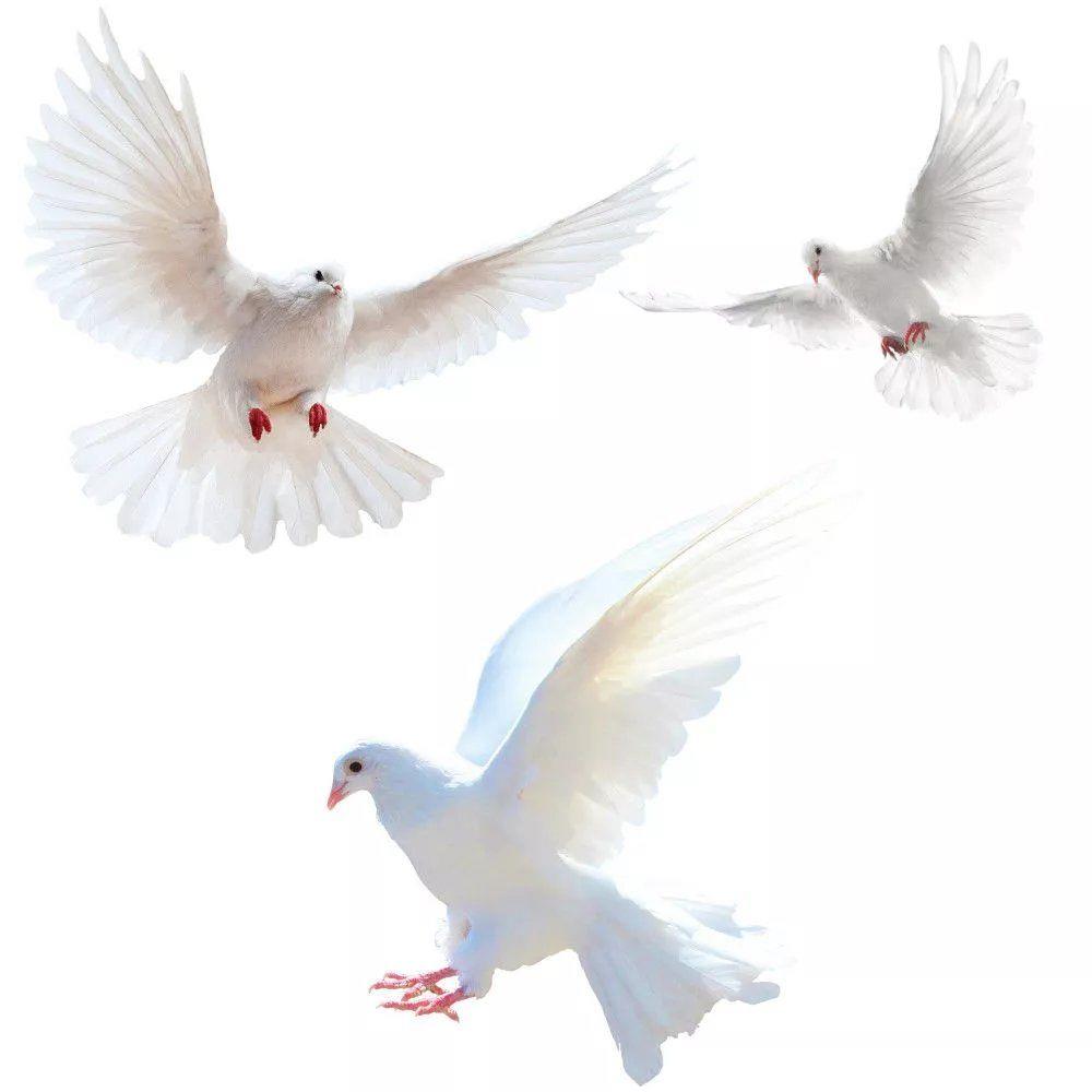 Peace Dove Wall Stickers for L - Interior Design Magazine 评论和价格