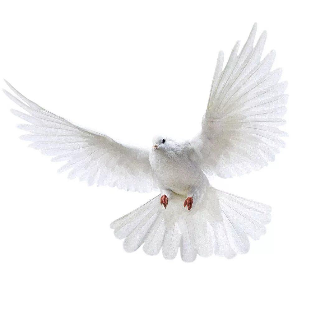 Peace Dove Wall Stickers for L - Interior Design Magazine 评论和价格