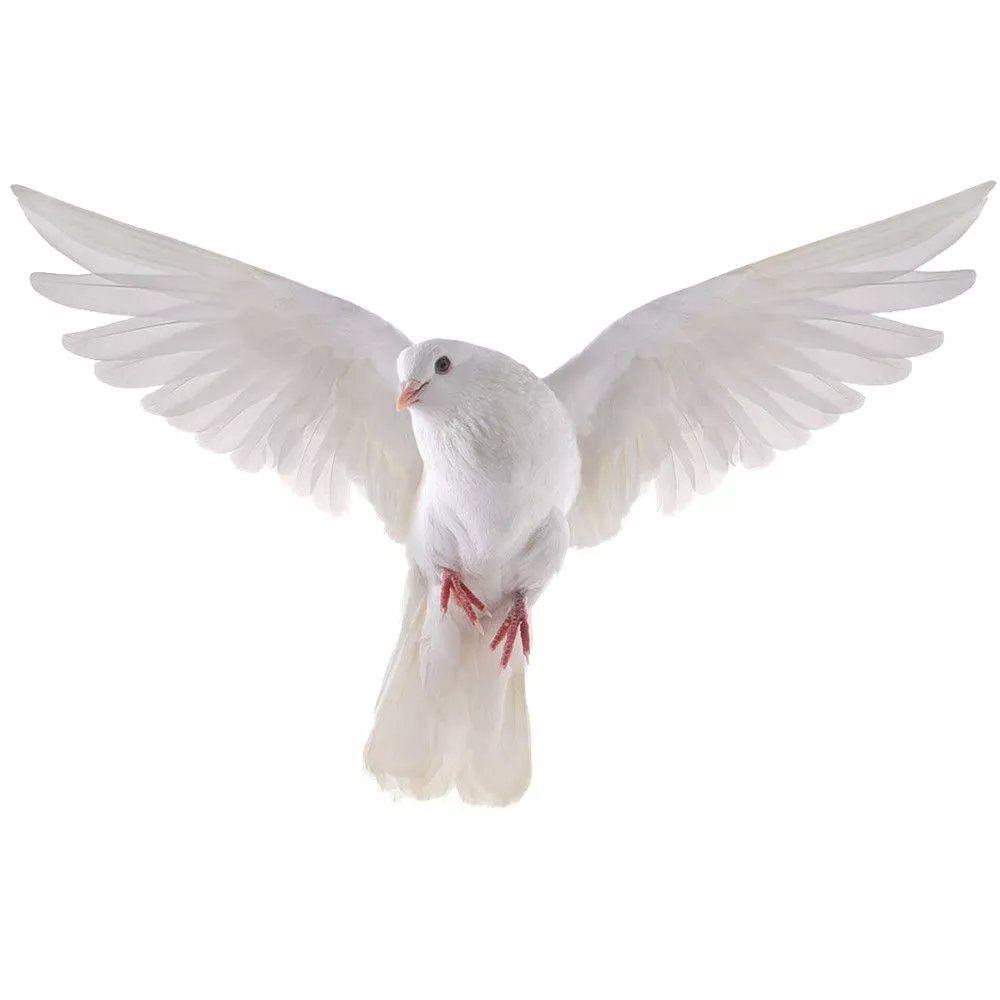 Peace Dove Wall Stickers for L - Interior Design Magazine 评论和价格
